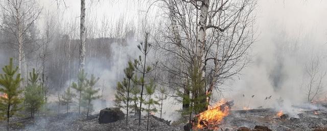 В Забайкальском крае пожар охватил 700 гектаров тайги