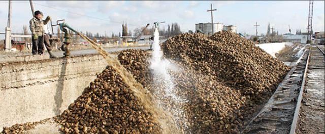 На Кубани сахарные заводы переработали 10 млн тонн свеклы