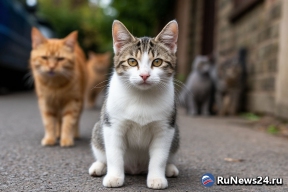 В Приморье начались рейды по выявлению незарегистрированных животных