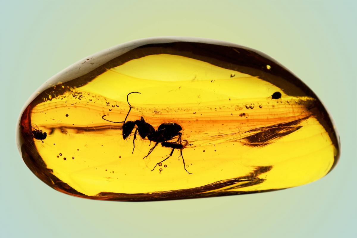 В калининградском янтаре обнаружили вид древних муравьев возрастом 37 миллионов лет