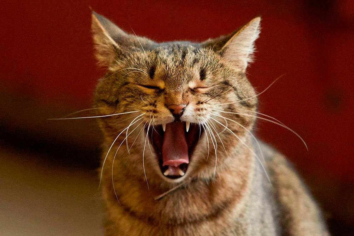 Ветеринар объяснил, как помочь котам пережить весенний период