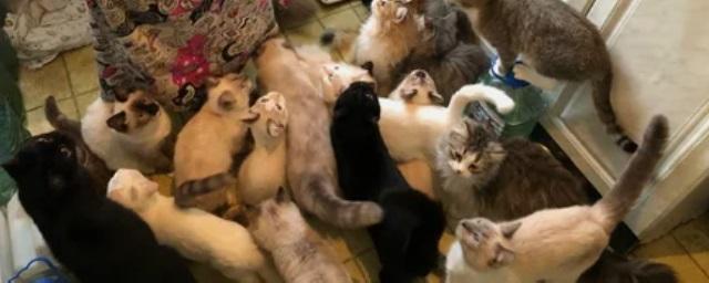 В квартире рязанской пенсионерки обнаружили 30 кошек