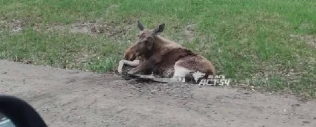 В Новосибирской области водитель на Lexus сбил лосенка