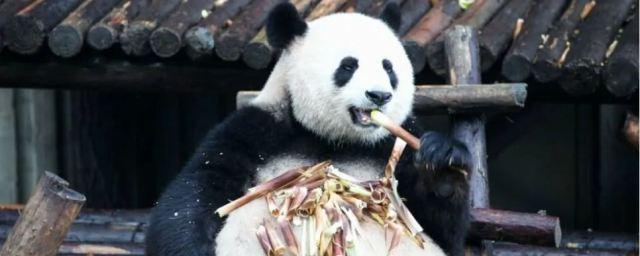 Бактерии кишечника позволяют пандам набирать вес несмотря на растительную диету