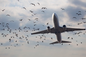 На маршруте из Москвы в Самару в пассажирский самолет врезалась птица