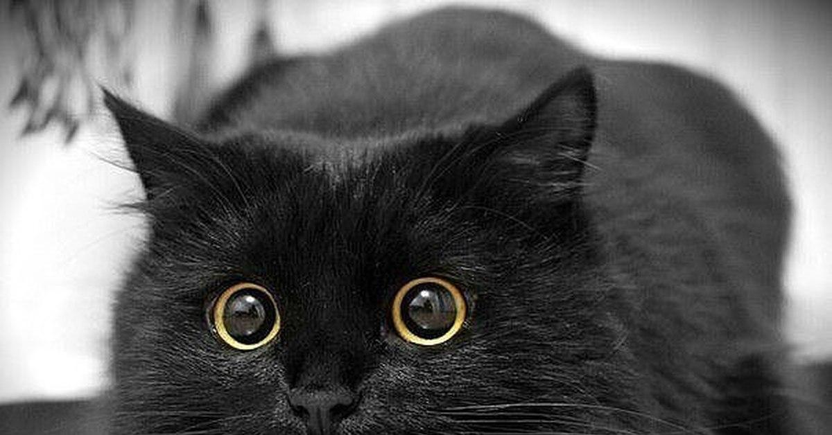 Волонтеры опасаются, что черные кошки в Хеллоуин могут стать жертвами живодеров