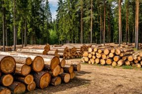 Бизнес просит Минприроды не ужесточать требования к лесозаготовительным работам