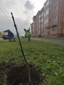 Во Владикавказе высадили первые сто саженцев павловнии на двух улицах