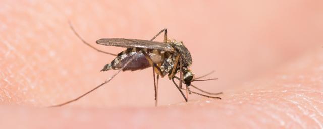 Ученый РАН: Комары могут исчезнуть из-за теплой зимы