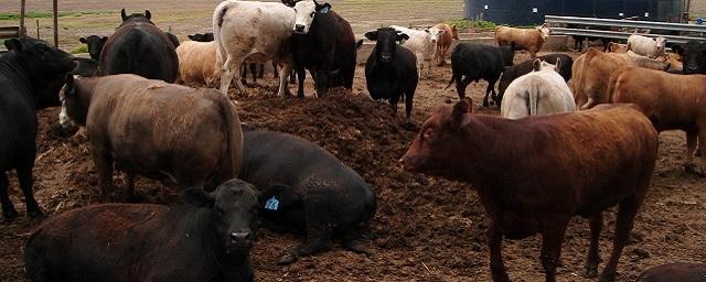Ученые: Антибиотики повышают уровень выделяемого коровами метана