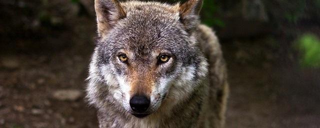 Житель поселка в ЕАО задушил напавшую на него волчицу