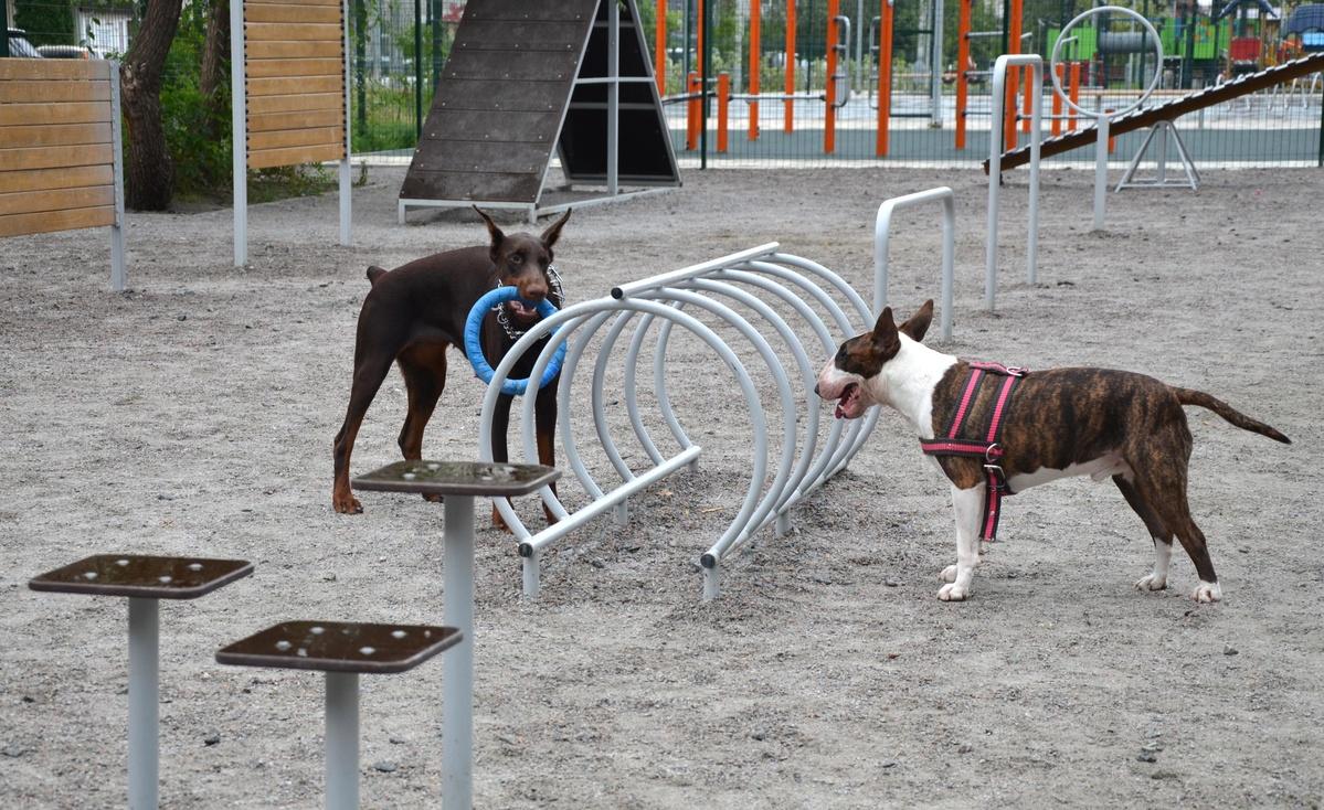 В Красноярске появится пять площадок для выгула собак