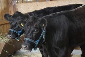 Аграрии Дальнего Востока просят увеличить господдержку животноводства вдвое