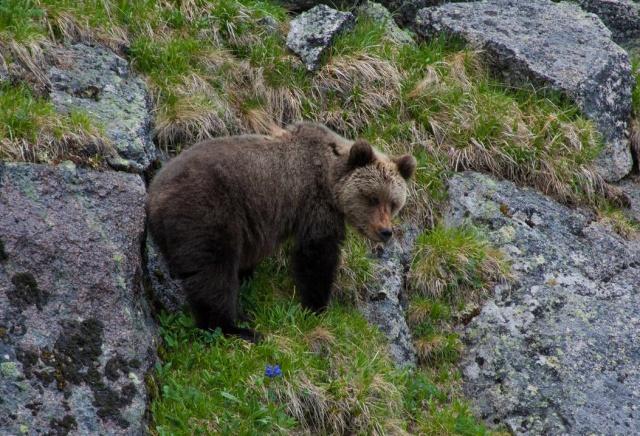 В Красноярском крае туристы увидели медведя в парке «Ергаки»