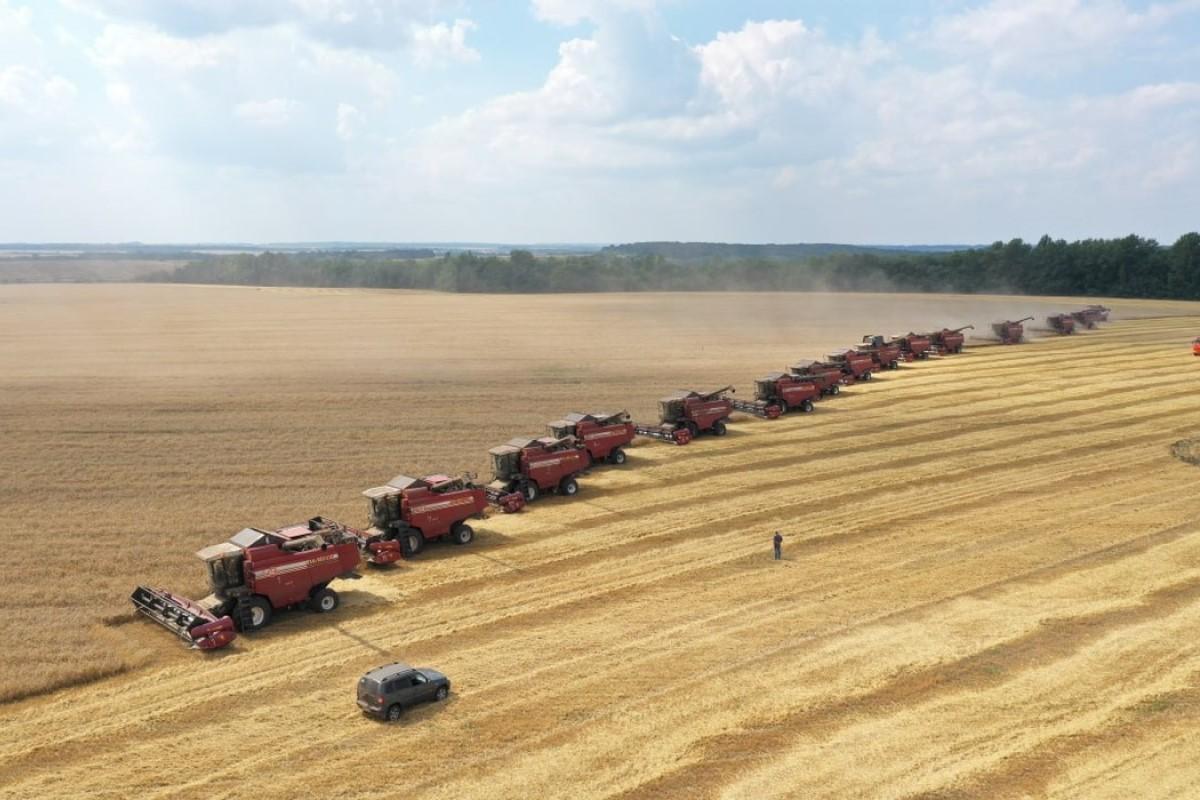 30 тысяч га зерновых убрали в Курской области