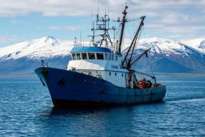 Камчатская рыба пошла в регионы: за два с половиной месяца отгружено 27 тысяч тонн деликатесов