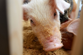 Елена Браун: Суд может запретить держать свиней в квартире после жалоб соседей