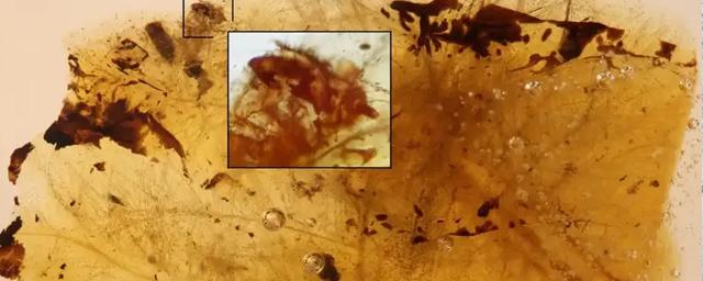 Древний янтарь сохранил следы симбиотических отношений между динозаврами и жуками