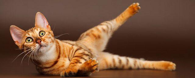 Как дрессировать кошек: 12 советов и рекомендаций