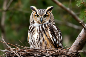 В Прикамье резко сократилось число гнездящихся филинов