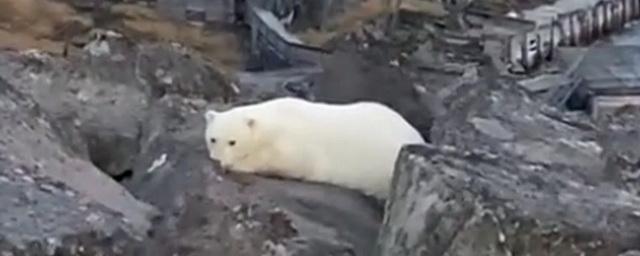 На севере Красноярского края вышел к людям краснокнижный белый медведь