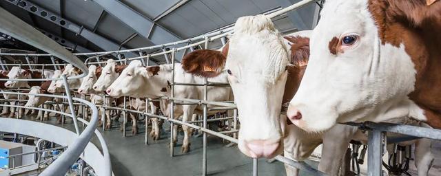 Минсельхоз зафиксировал рост объема реализации молока в России