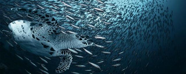 Резкое потепление воды в океанах и морях приводит к массовой гибели рыбы