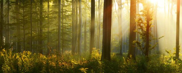 Стоимость мирового леса может упасть на треть к 2050 году