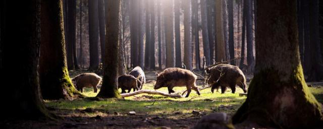 EST: radioactive wild boars have been recorded on the territory of Central Europe