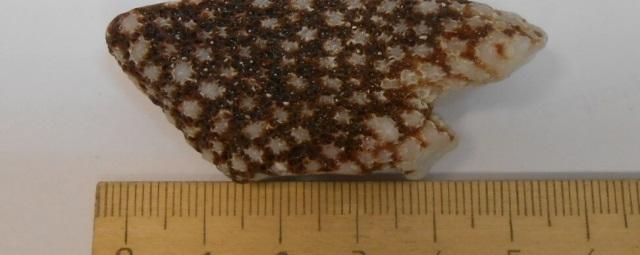 В аэропорту Казани у прилетевшей из Дубая туристки обнаружили партию кораллов в багаже