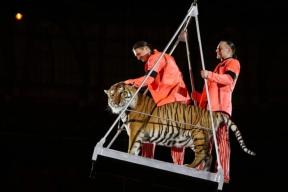 «Когти в двух метрах от детей»: Запашный объяснил, почему ростовский тигр не растерзал зрителей