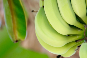 Эквадор предоставил техобноснование для снятия запрета на экспорт бананов в РФ