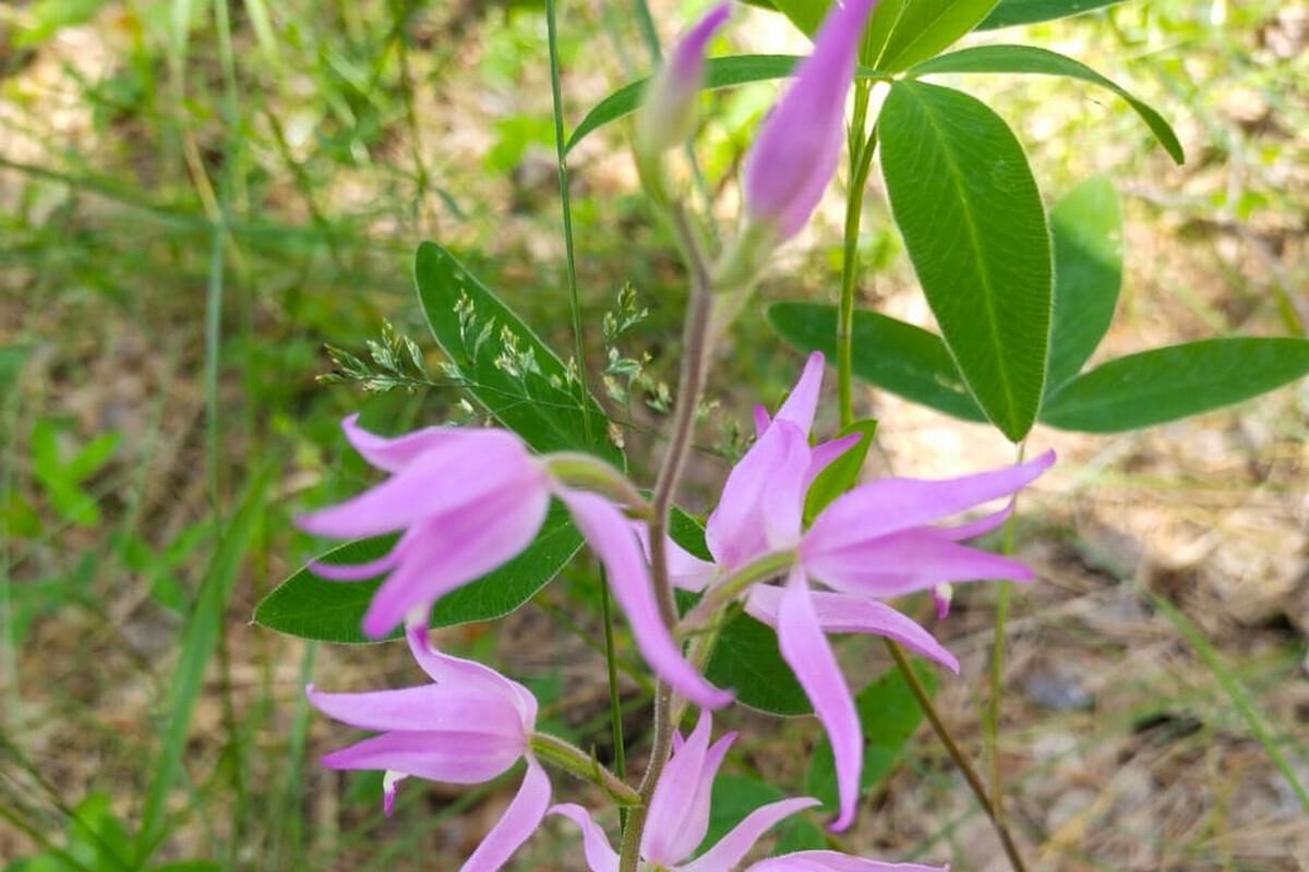 Редкое растение обнаружено в национальном парке Марий Эл