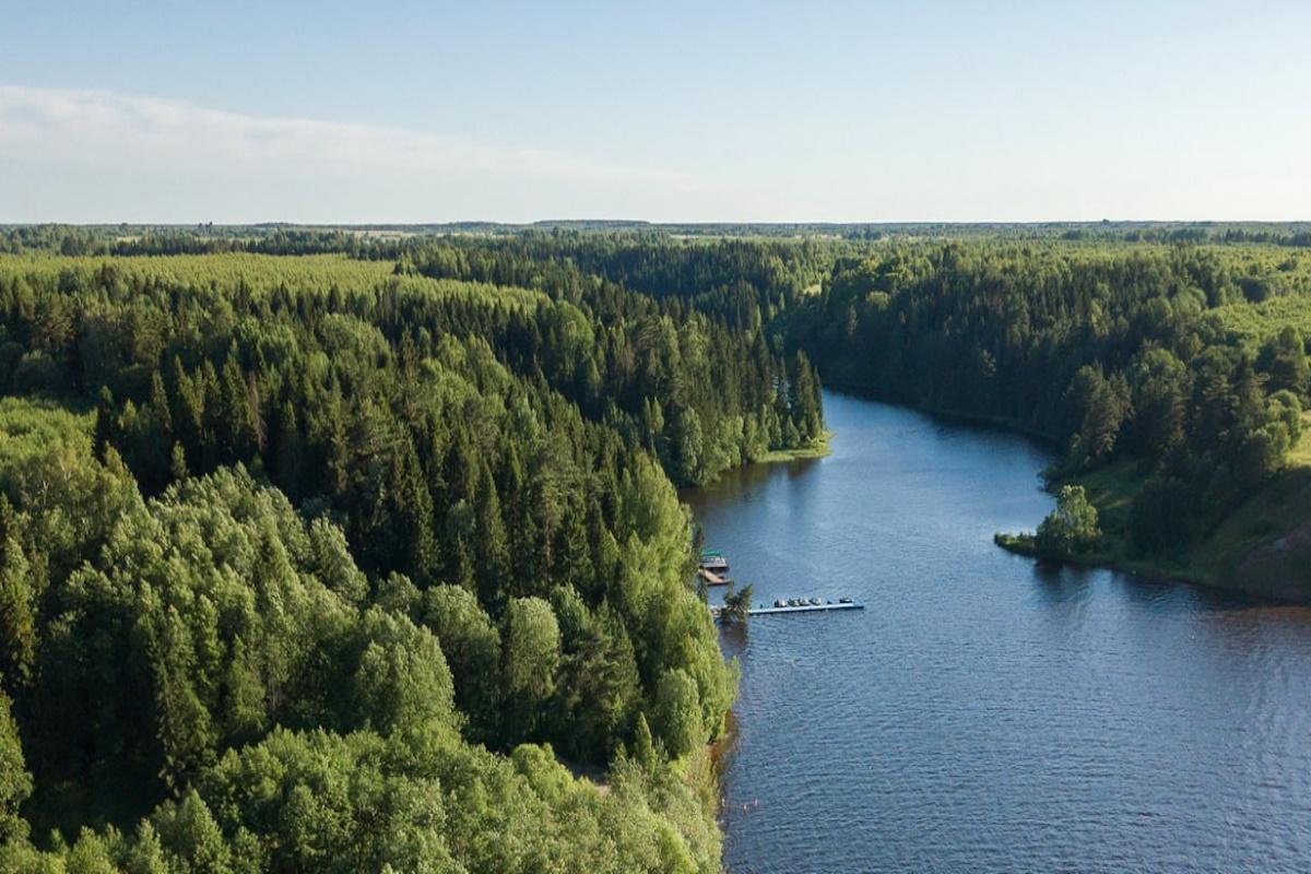 Ивановская область активно восстанавливала леса на площади свыше 6000 гектаров в 2025 году