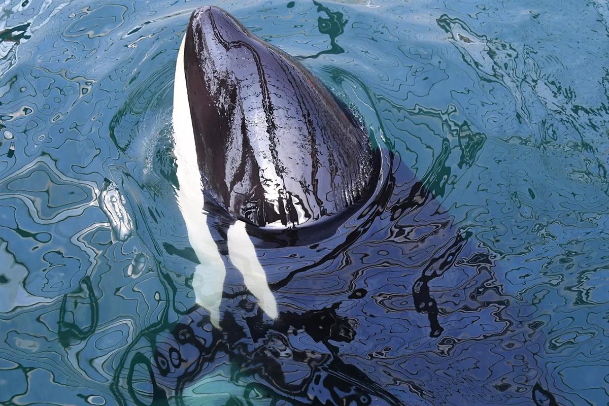 Группа косаток напала на яхту в прибрежных водах Португалии