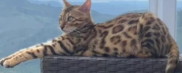 Daily Mail: пожарные перепутали бенгальского кота с ягуаром и выпустили его в лес