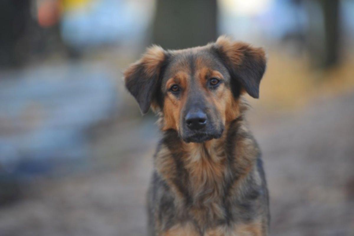 В Оренбурге вновь не нашлось желающих участвовать в тендере на отлов бездомных животных