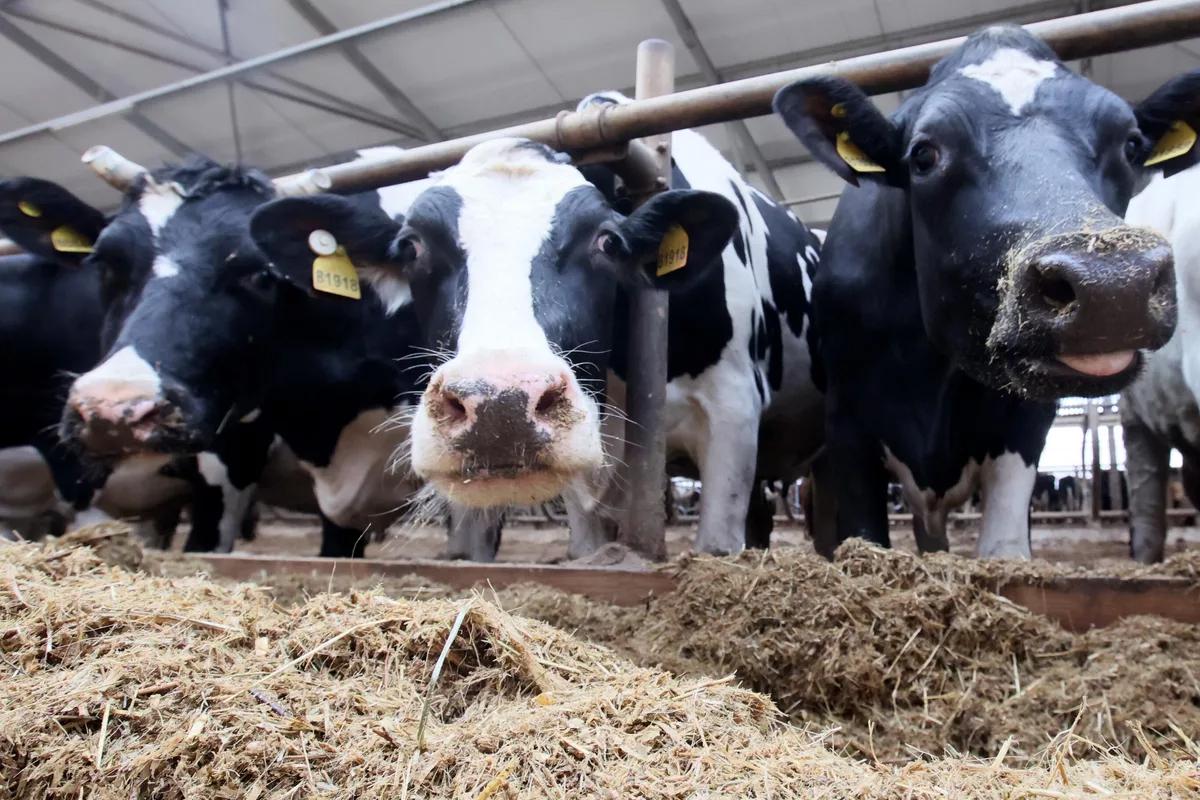 Чехия частично закроет границу со Словакией