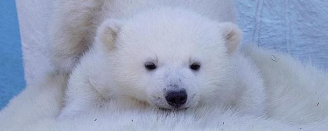 В новосибирском зоопарке показали фото подросших медвежат