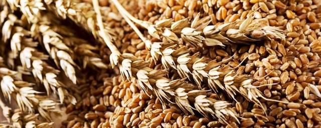 Курганская область за 10 месяцев экспортировала 113 тысяч тонн зерна