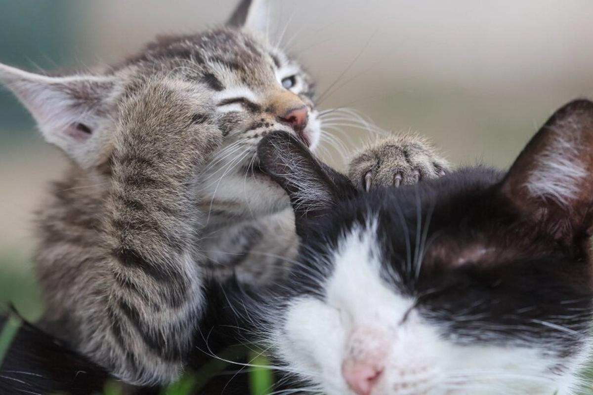 Более тысячи кошек, спасенных буддистами от убоя, утонули в водохранилище в Китае