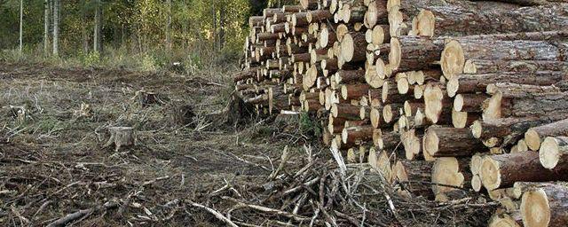 Во Владимирской области неизвестные вырубили лес