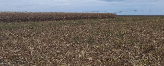 В Ставропольском крае уже собрали 260 тысяч тонн кукурузы
