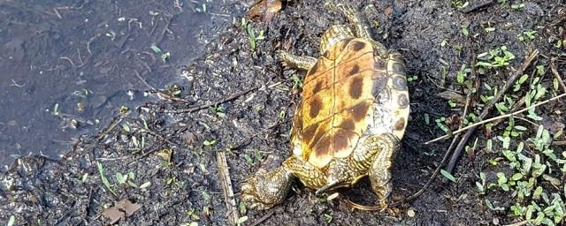 В массовой гибели черепах на уникальном озере под Воронежем катастрофы не увидели