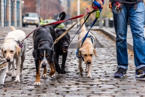 St. Petersburg wants to toughen dog walking rules