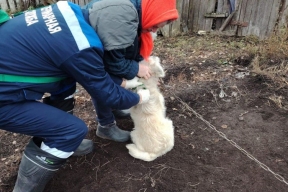 Коломенские ветеринары начали бесплатную выездную вакцинацию питомцев