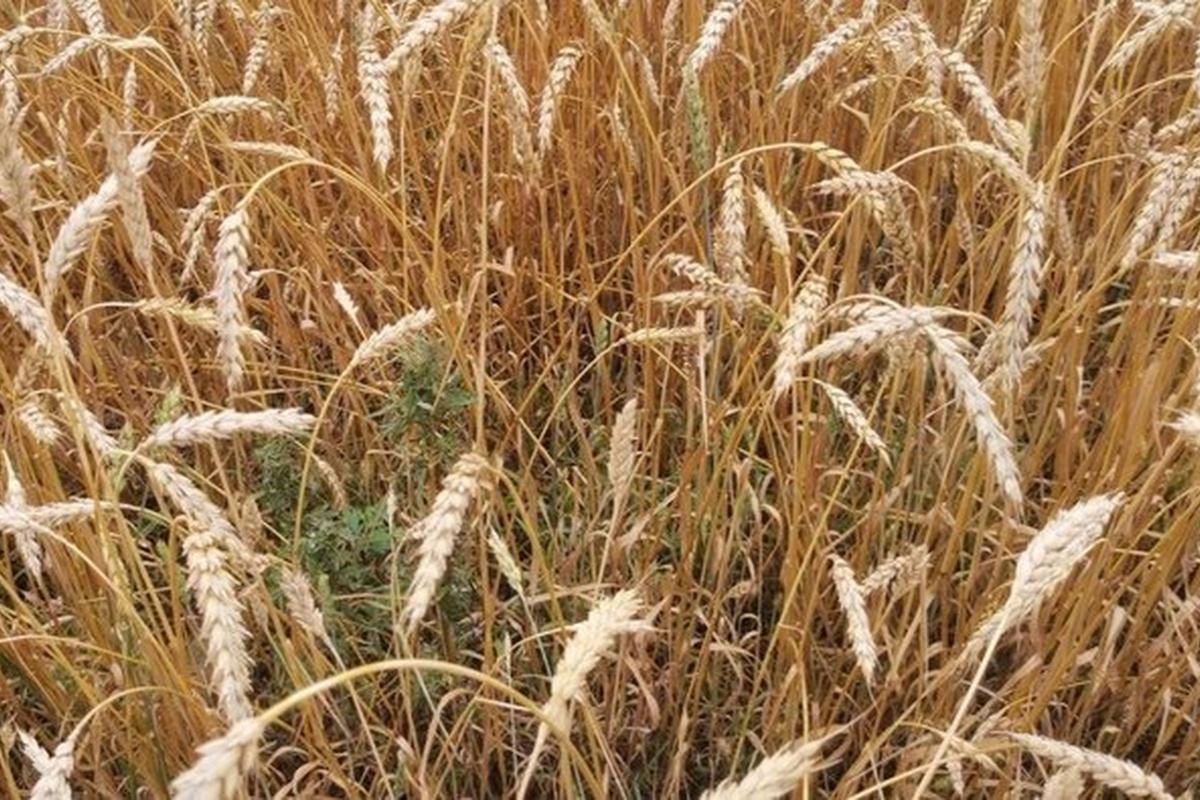 В Британии планируют вывести озимую пшеницу, убивающую-сорняки