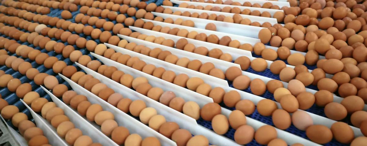 Власти России утвердили беспошлинный импорт яиц