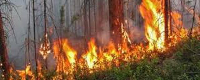 В Забайкальском крае ликвидированы 10 лесных пожаров