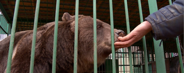 В Костанайской области медведица из клетки покусала девочку